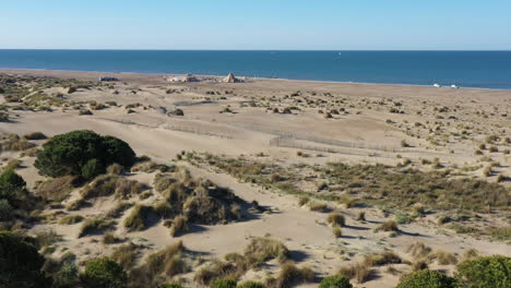 Trees-sand-dunes-vegetation-mediterranean-sea-aerial-drone-shot-sunny-morning